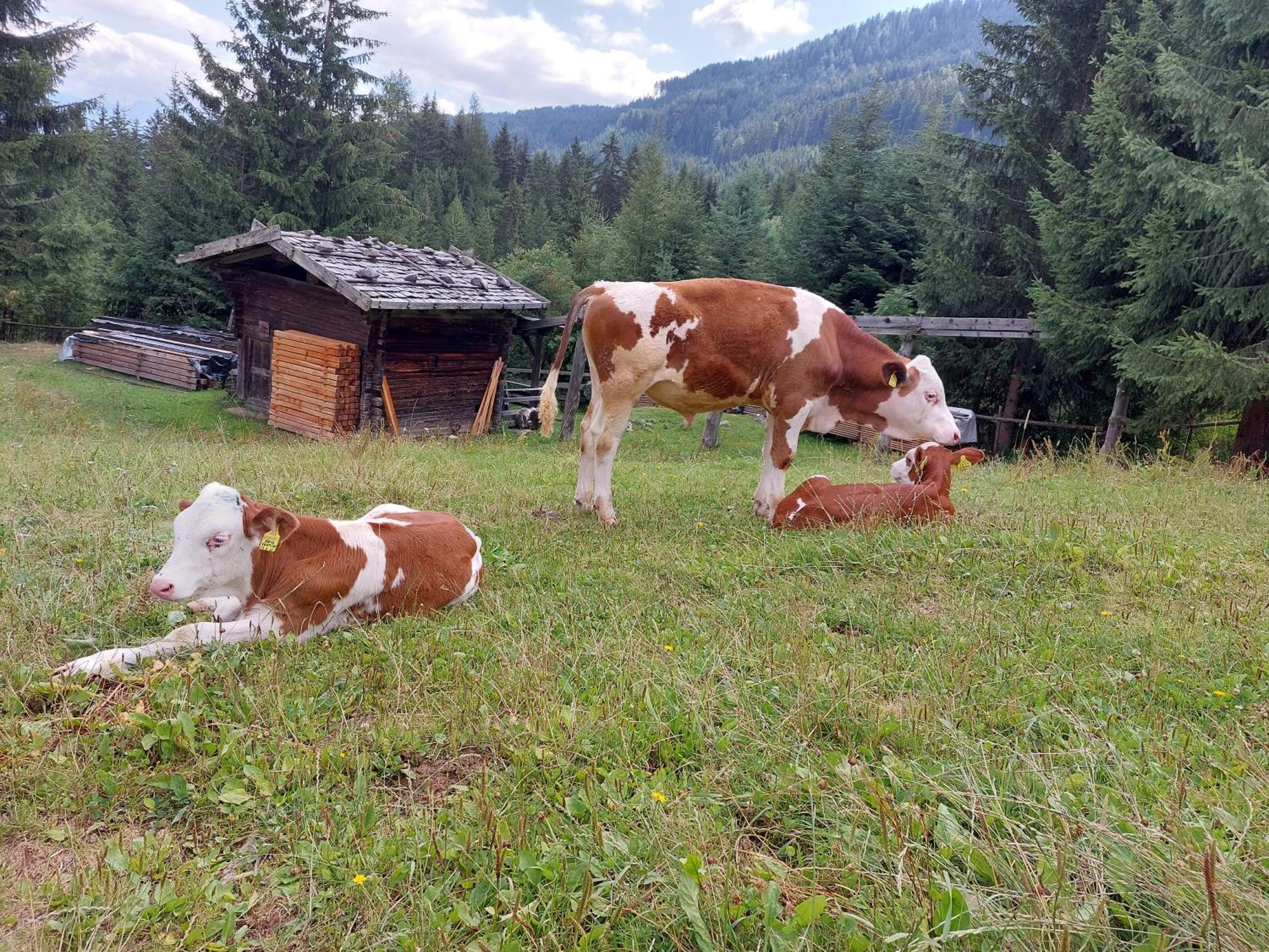 Blosegghof Bergchalets Waldblick Racines Ngoại thất bức ảnh
